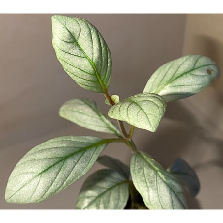Acanthaceae gen. from Laos [LA]