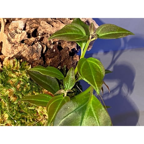 Pachycentria sp. from Selangor