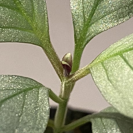 Acanthaceae gen. from Laos [LA]