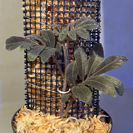 Solanum uleanum