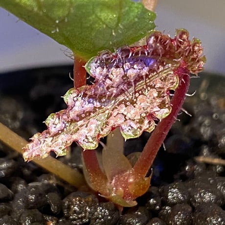 Begonia formosana from Taiwan
