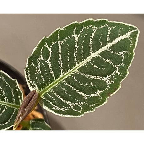 Ardisia sp. from Aceh Selatan [HW0816-03]