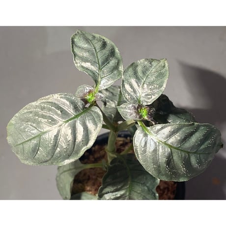 Ophiorriza sp. "鋼" from Aceh Selatan [HW0816-03]