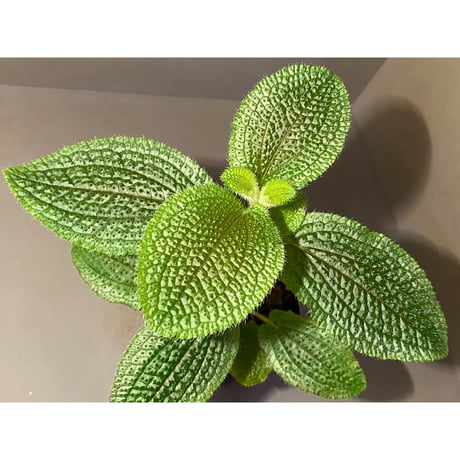 Phyllagathis sp. from Dong Nai province south Vietnam
