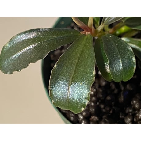 Bucephalandra  sp. from Kapuas Hulu