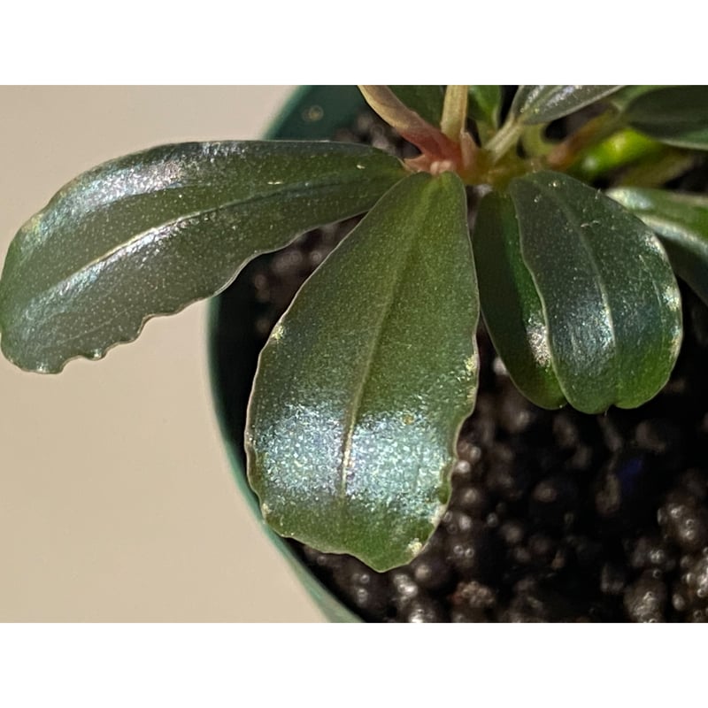 Bucephalandra sp. from Kapuas Hulu | M・R・G・R