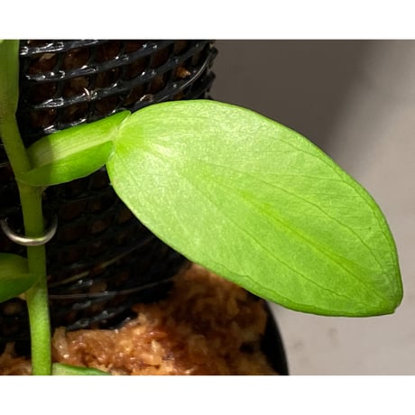 Epipremnum sp. from Khlong Yai Trat Thailand