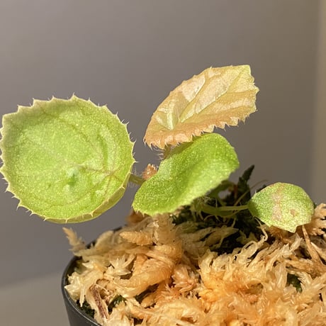 Begonia susaniae