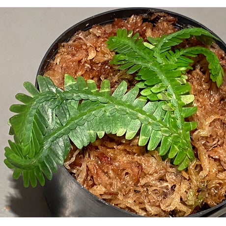 Selaginella sp. バリエガータ from "Nanga pinoh" [TB]