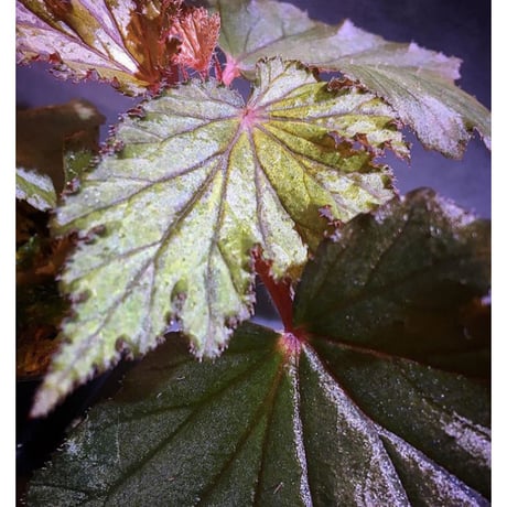 Begonia Hyb. (Halmahera × Aceh)