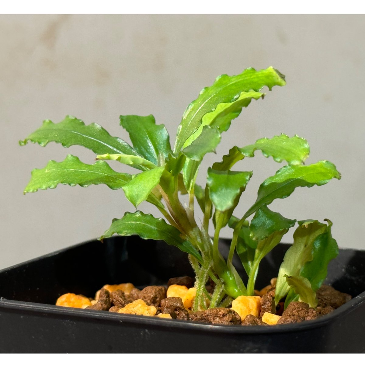 Bucephalandra SP.KAYU LAPIS ブセファランドラ Yahoo!オークション - 【TB便】ブセファランドラsp.Kayu lapis 4