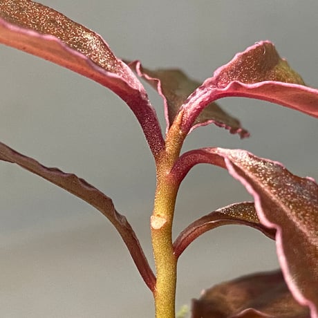 Ardisia sp. "Pink edge" from Pulau Lingga
