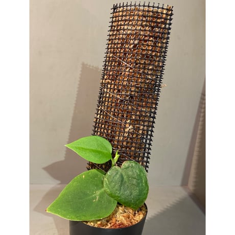 Philodendron sp. from Iquitos Peru [tanakay]