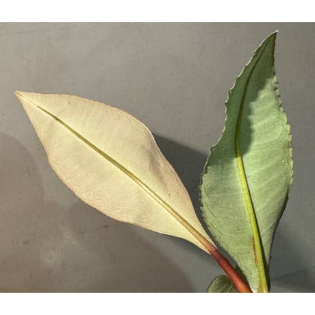 Labisia sp. "Padang" Sumatra barat [TB]