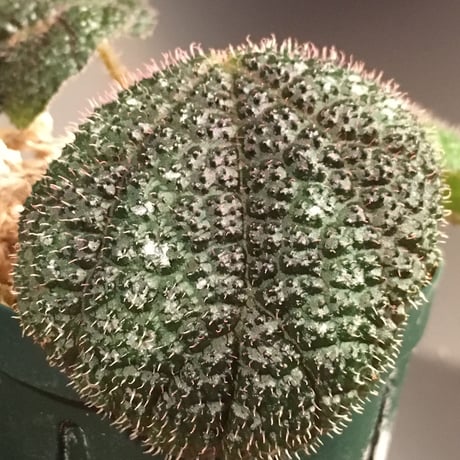 Begonia kui from Vietnam