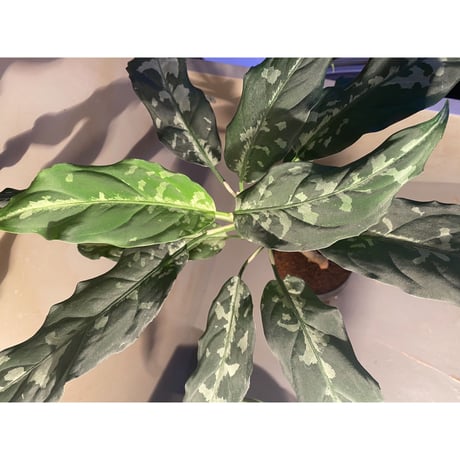 Aglaonema pictum A "しるば〜らいん" from Aceh sumatera [LA0115-3m]
