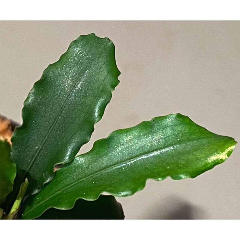 Bucephalandra sp. 
