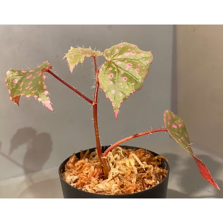 Begonia sp. from Muara Wahau [TB]