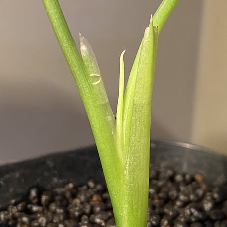 Aglaonema pictum from Aceh Sumatra [T-020219-b-1]