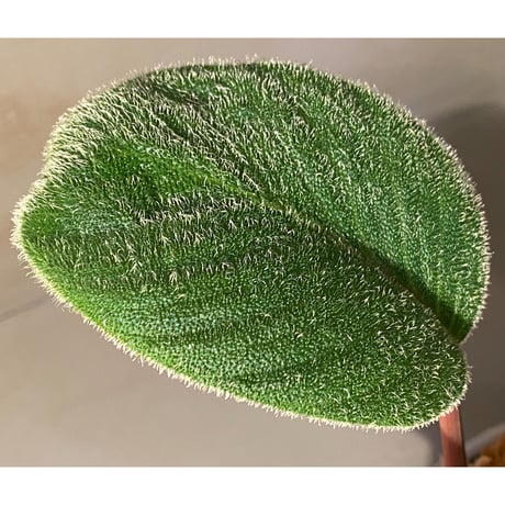 (大株) Homalomena sp. from Sumatera Utara [LA0718-z-u]