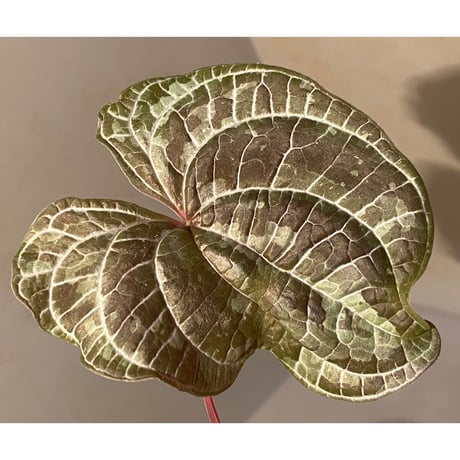 Dioscorea dodecaneura (discolor)