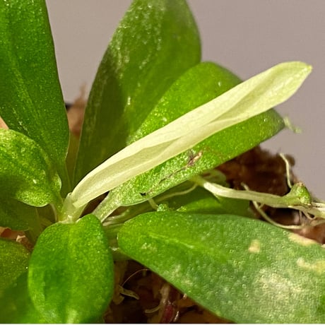 Schismatoglottis sp. "初霜錦" from Murung raya [LA0515-05]