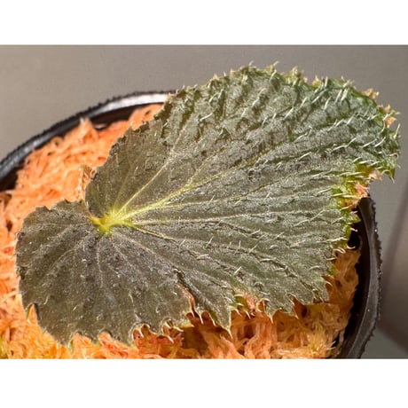 Begonia sp. from Kapuas hulu