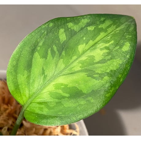 Aglaonema pictum from Aceh sumatera [T-020219-b-1]