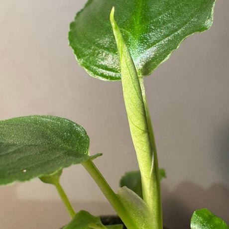 Schismatoglottis sp. from Bau Sarawak