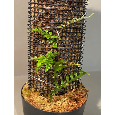 Teratophyllum aculeatum from Nanga pinoh [TB]