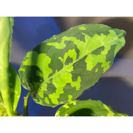 Aglaonema pictum GW1410 from Padang sidempuan [TB]