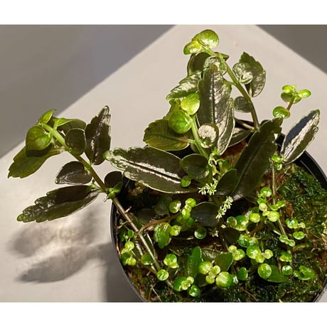 Pilea imparifolia from Iquitos Peru [tanakay]