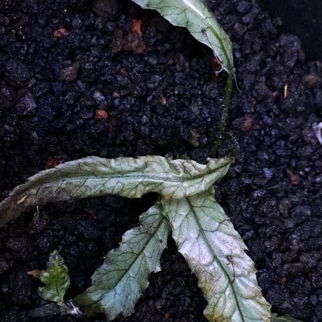 Microsorum sp. Short Dragon Tail