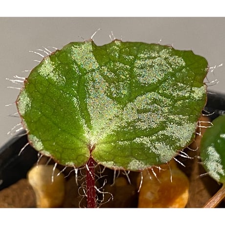 Begonia cf. ferox from Cao Bang [YH040519BK] TK