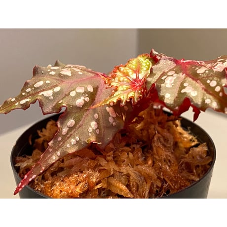 Begonia laruei from Berastagi [R0815-01]