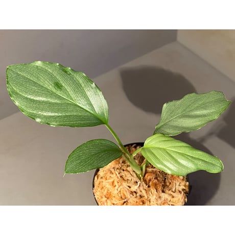 Homalomena sp. "Green" from Bogor