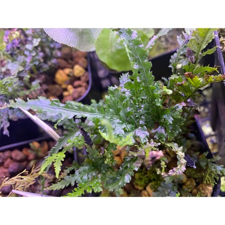 Bolbitis sp. from Kidapawan Mindanao
