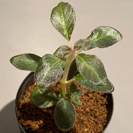 Codonoboea cf. pumila from Padang sumatera [LA1016-01]