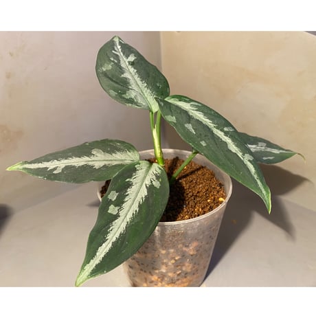 Aglaonema pictum "しるば〜らいん" from Aceh sumatera [LA0217-04]