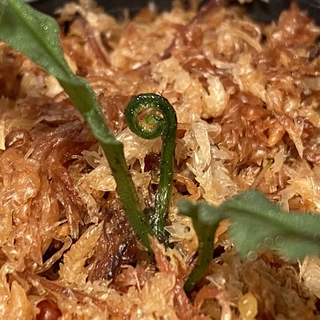 Microsorum sp. "Short Dragon Tail"