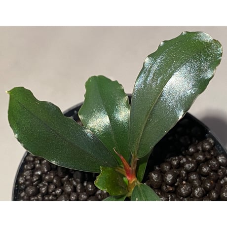 Bucephalandra sp. "Purple Blue"