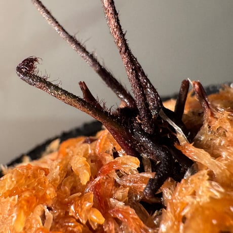 Pleurosoriopsis sp. (?) from Sulawesi ②