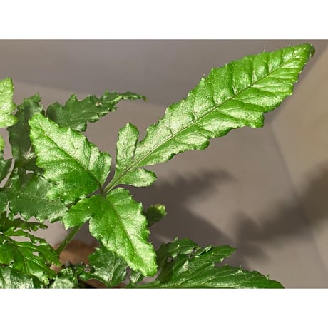 Bolbitis sp. from Siberut [LA]