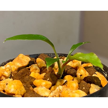 Homalomena sp. "Nanga pinoh" セミビロード Melawi Kal barat [TB]