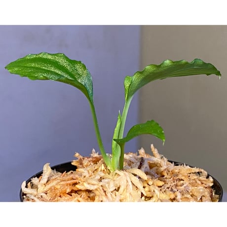 Homalomena sp. from Solok sumatera [LA0214-3]