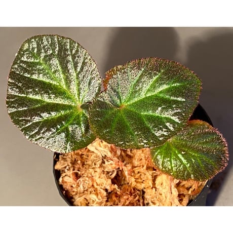 Begonia sp. from Manaus