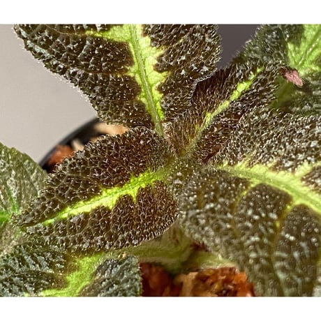 Nautilocalyx picturatus