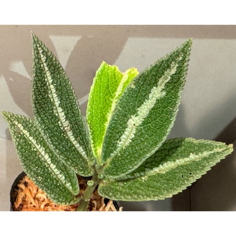 Elatostema sp. from Kapuas hulu West Kalimantan