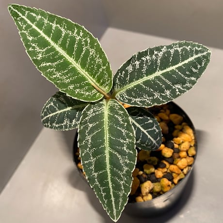 Ardisia sp. from Sumatera barat [TB]