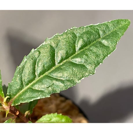 Ardisia pyramidalis from Philippines